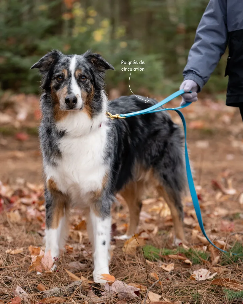 Poignee de circulation.webp