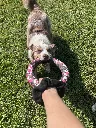 Cookie tug puller.webp