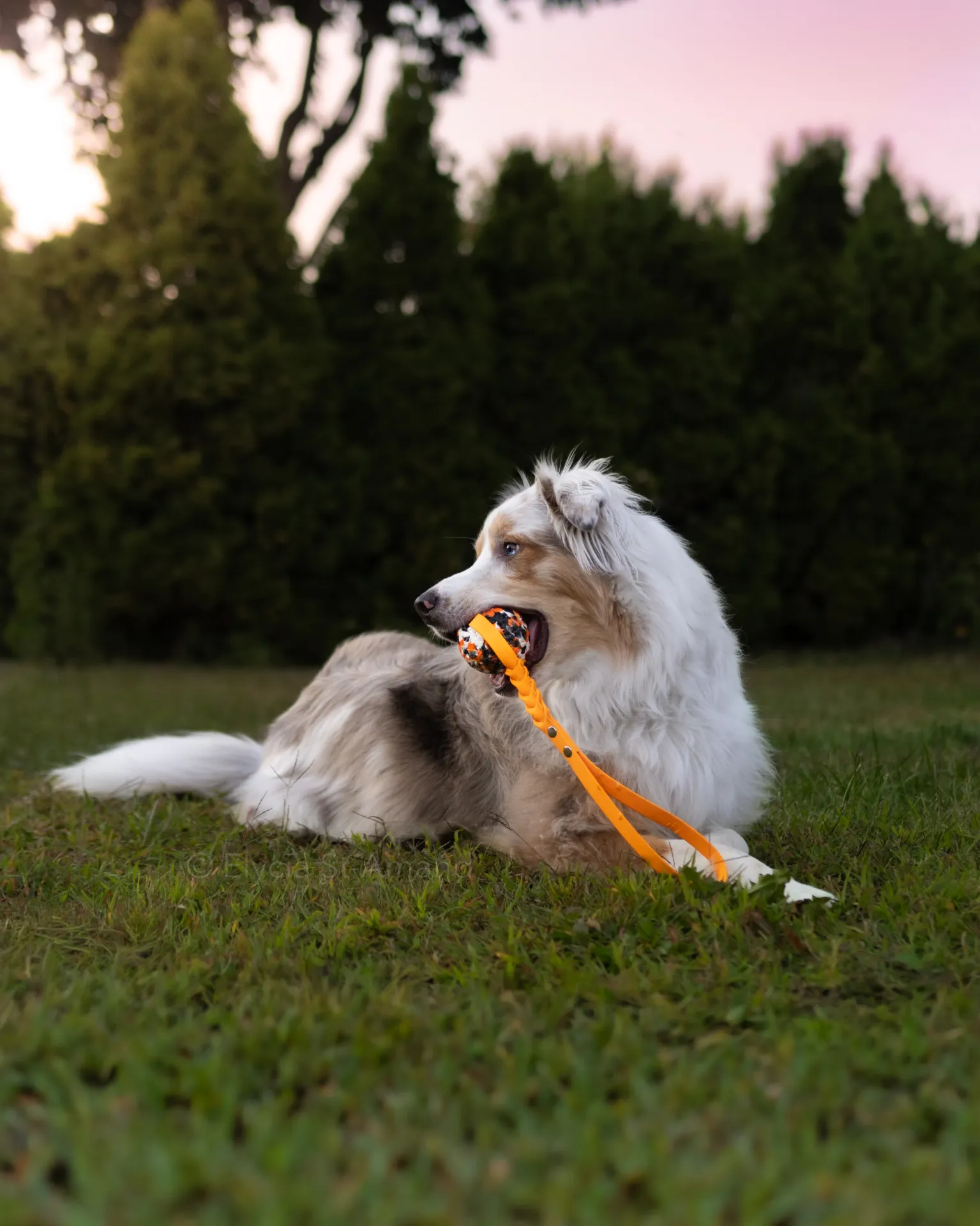 Balle TUG - poignée en BioThane® (Je préfère 7 cm, Je préfère 5 cm, Carte blanche, Base rivetée et poignée, Brass)