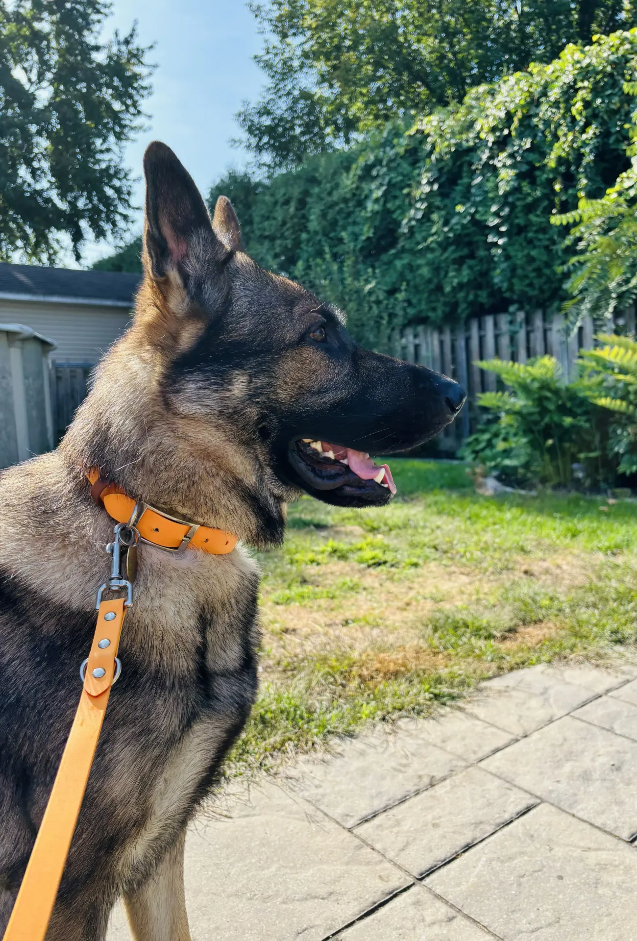 Collier en BioThane (1 couleur) (1/2 pouce, 10 pouces, Carte blanche, Brass)