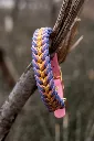 Violette - personnalisable